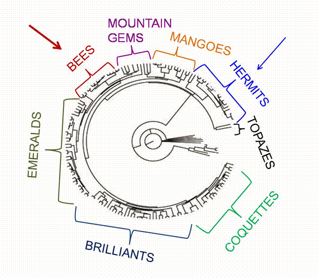 Hummingbird Phylogeny