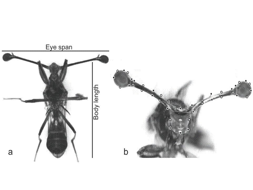 SEF measurements