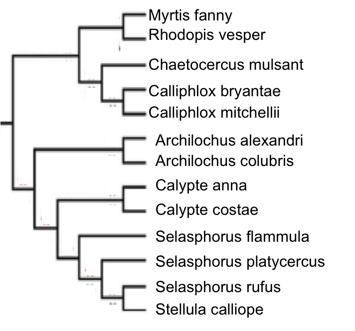 Sexual Dimorphism Examples