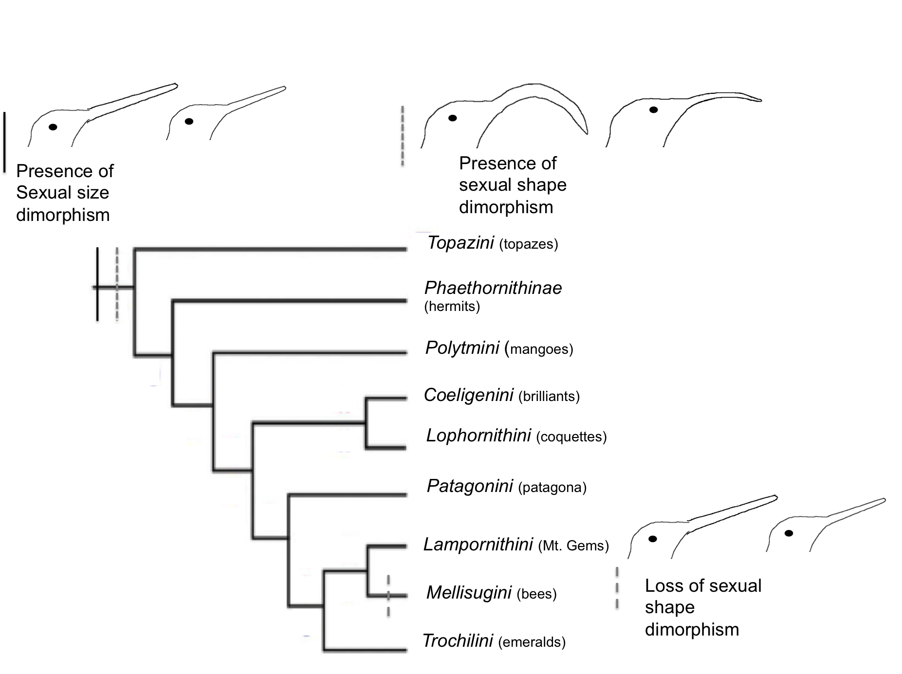 Sexual Dimorphism Examples