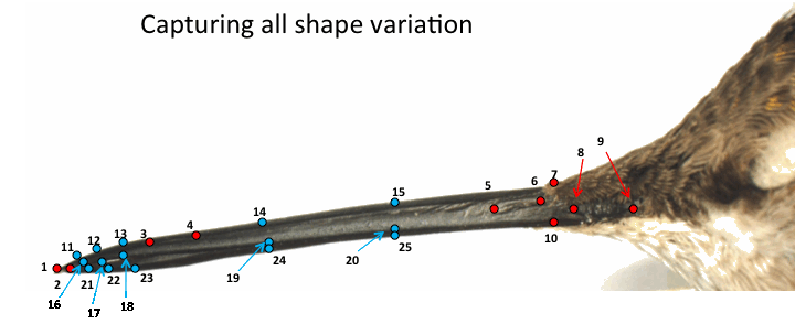 Linear Meaurements and Landmarks