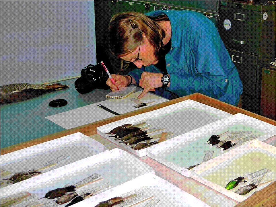 Research at Museo Nacional de in Costa Rica