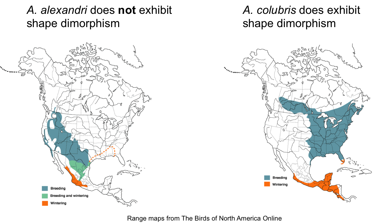 Hummingbird Phylogeny