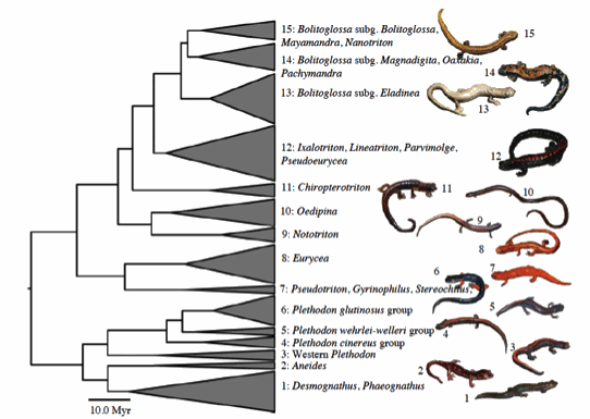 Sexual Dimorphism Examples