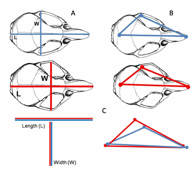 Linear Meaurements and Landmarks